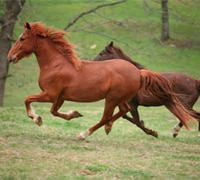 running horses 200 7