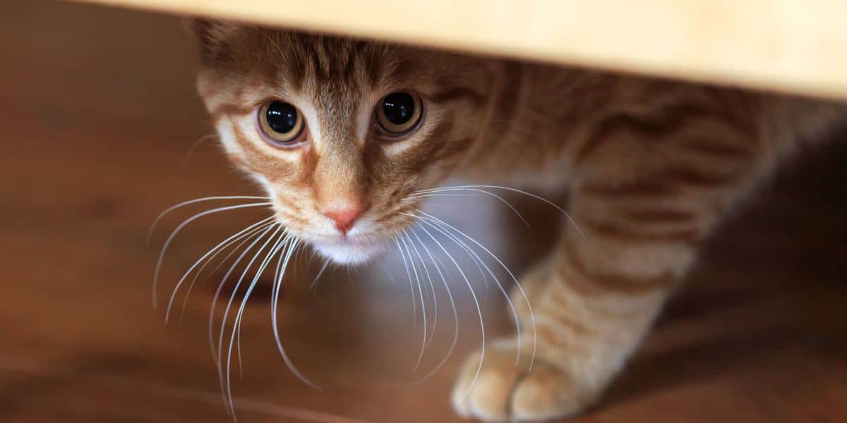 150 Meilleurs Noms De Chats Timides Pour Les Chats Doux Et Timides ...