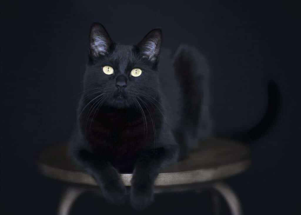 spiritual meaning of black cats compressed