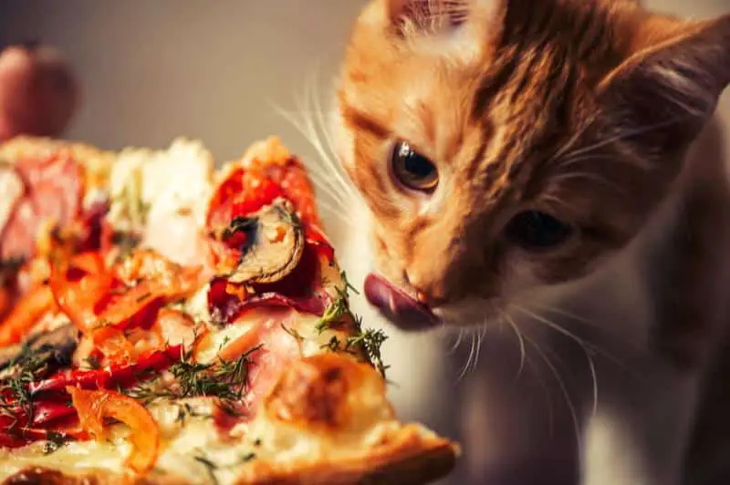 320749 800x532 cat and pizza