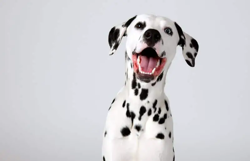 321302 800x515 dalmatian puppy
