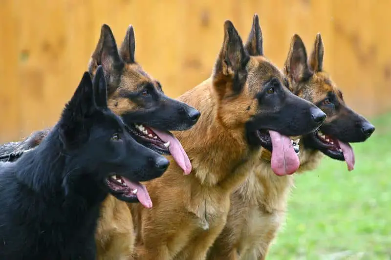323001 800x533 four german shepherd dogs