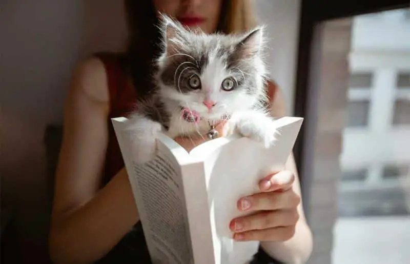 323618 800x515 cat woman reading book