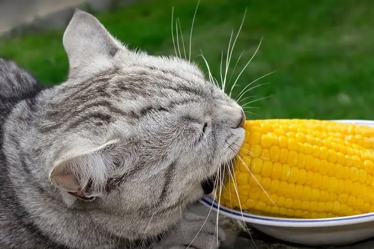 Benefits Of Corn For Cats