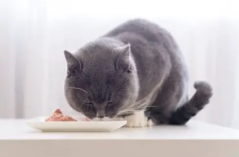 British Shorthair Cats wet food