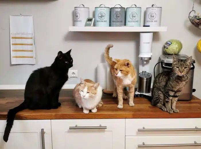 Cats on Counter Feature