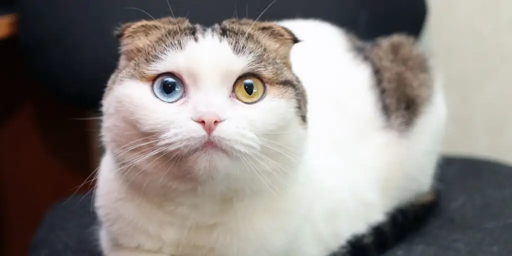 Little cat with different eyes compressed