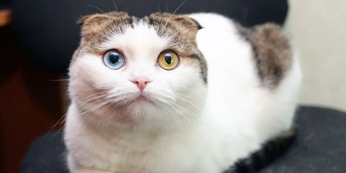 Comment changer la couleur des yeux des chats
