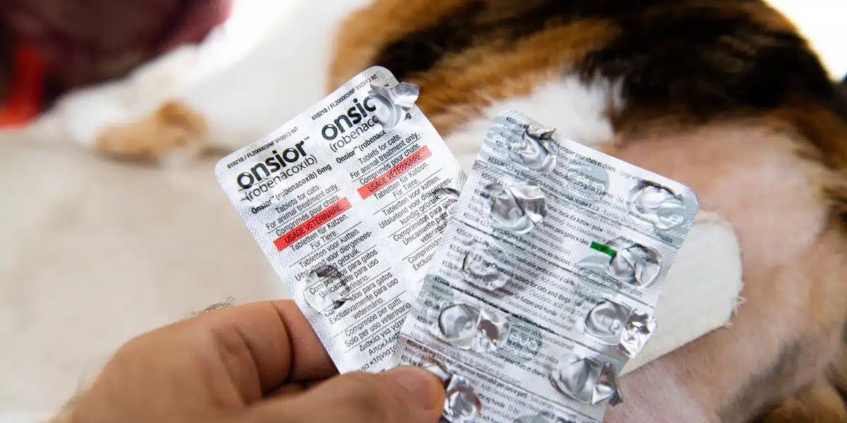 Onsior Pour Chats Présentation, Posologie Et Effets Secondaires Pet Yolo