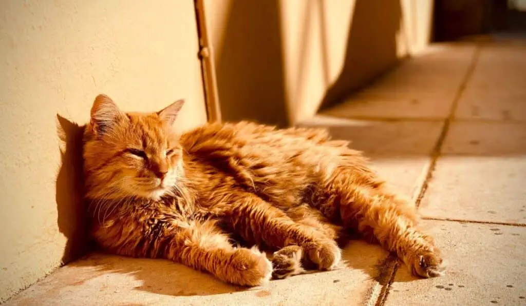 Sunbathe cat compressed