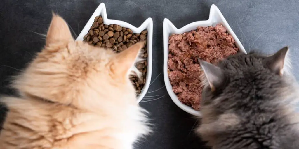 Wet vs. Dry Cat Food