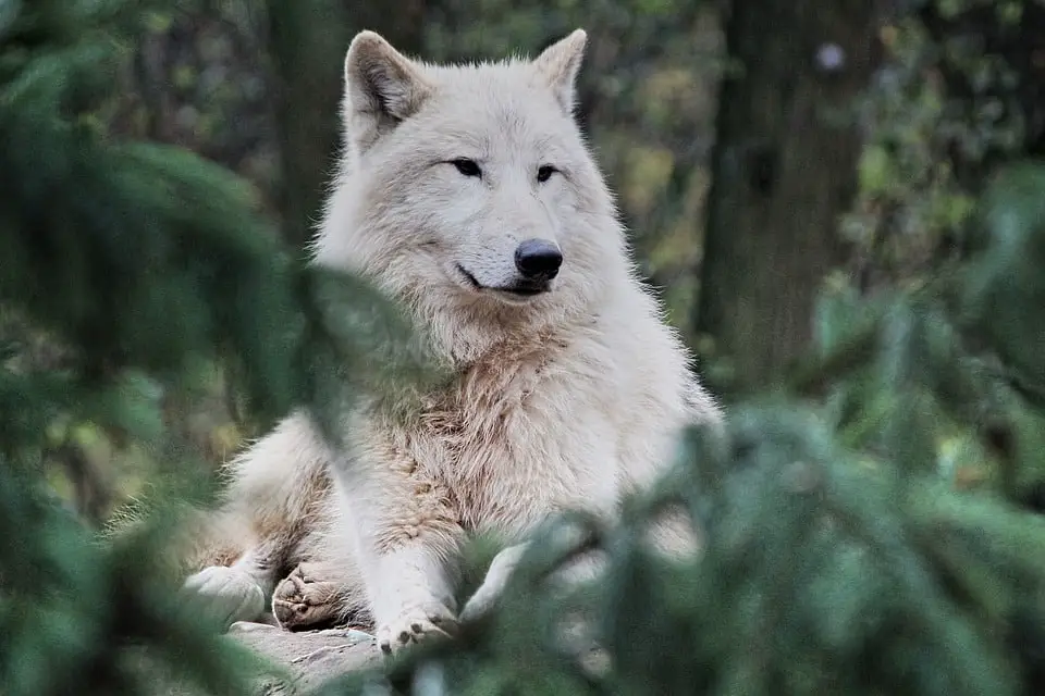 arctic wolf 5961985 960 720
