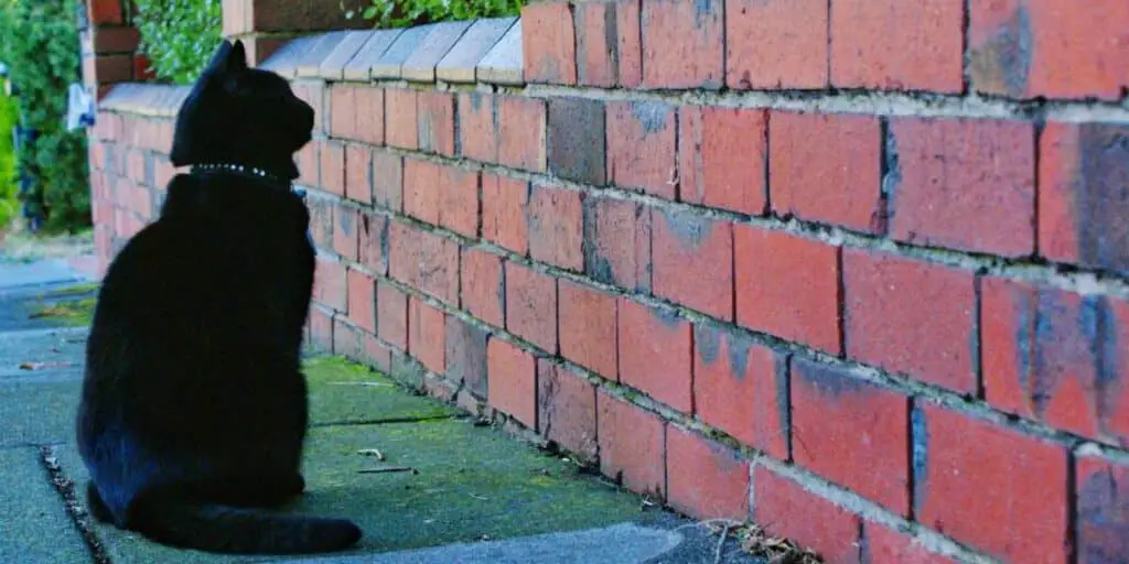 black cat stare wall compressed