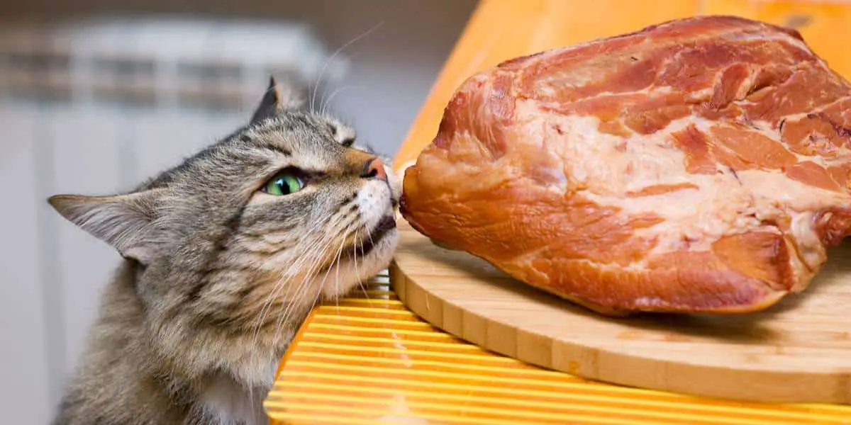 Les Chats Peuventils Manger Du Porc ? Pet Yolo