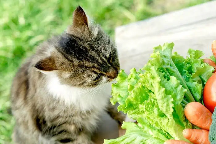 can cat eat vegetable