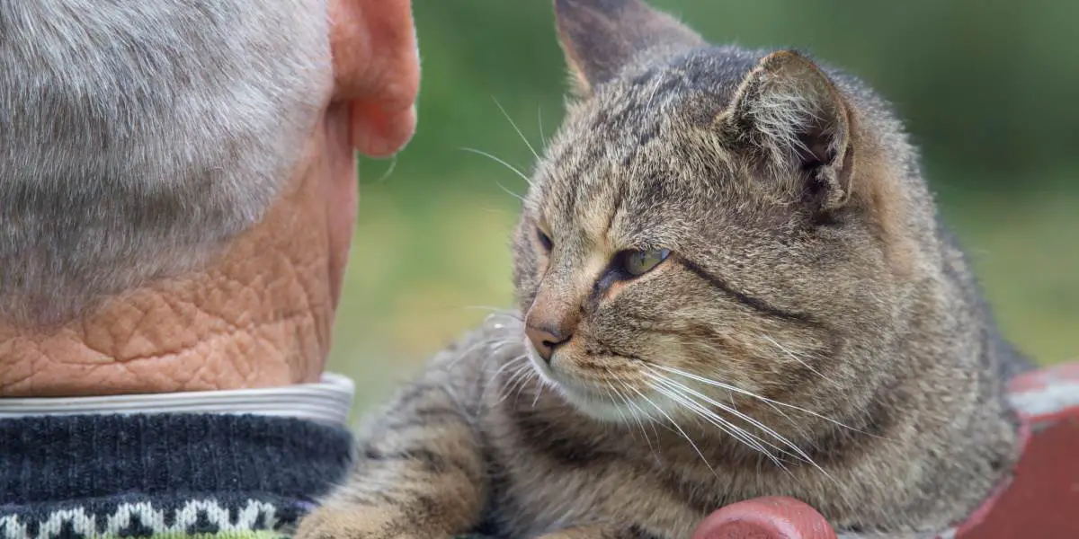 cat and old man compressed 1