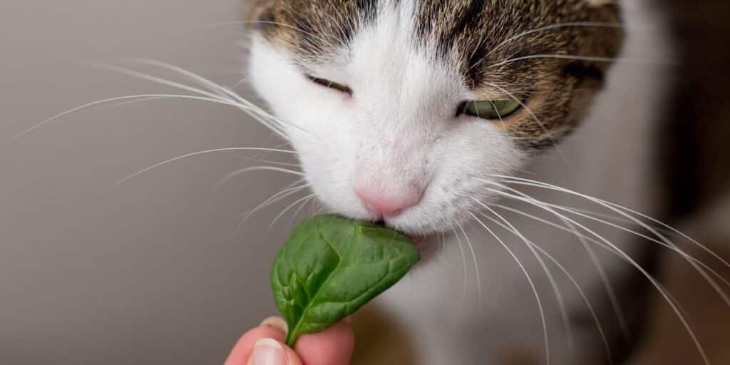 cat and spinach compressed