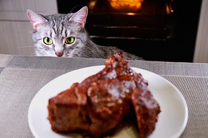 cat and steak