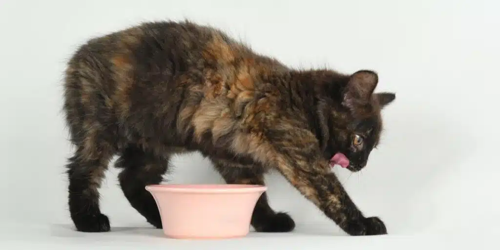 cat around bowl compressed