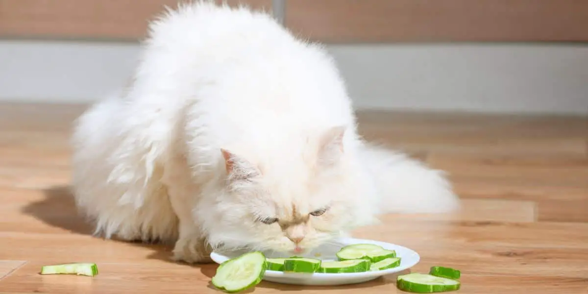 cat cucumber compressed