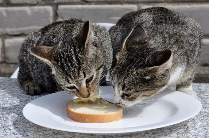 cat eat bread