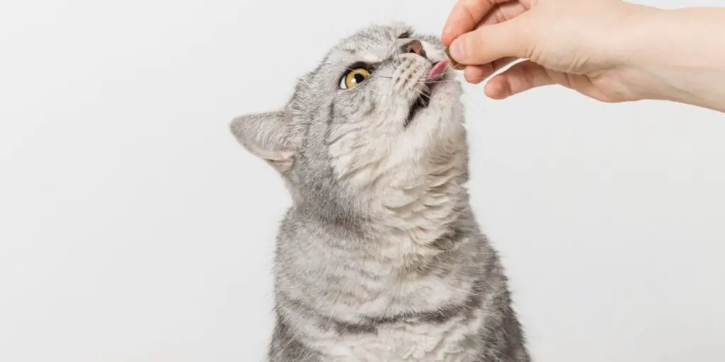 cat eat chew compressed