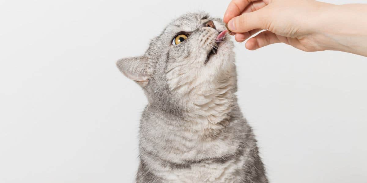 Praziquantel Pour Chats Présentation, Posologie Et Effets Secondaires Pet Yolo