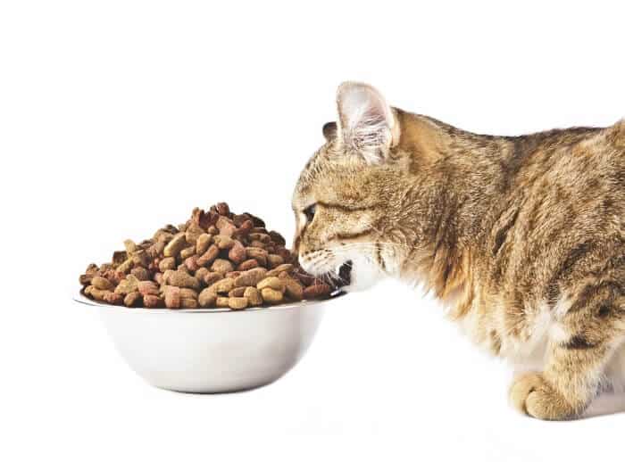 cat eat dry food