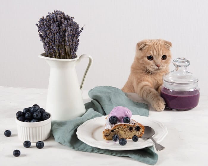cat eating blueberries
