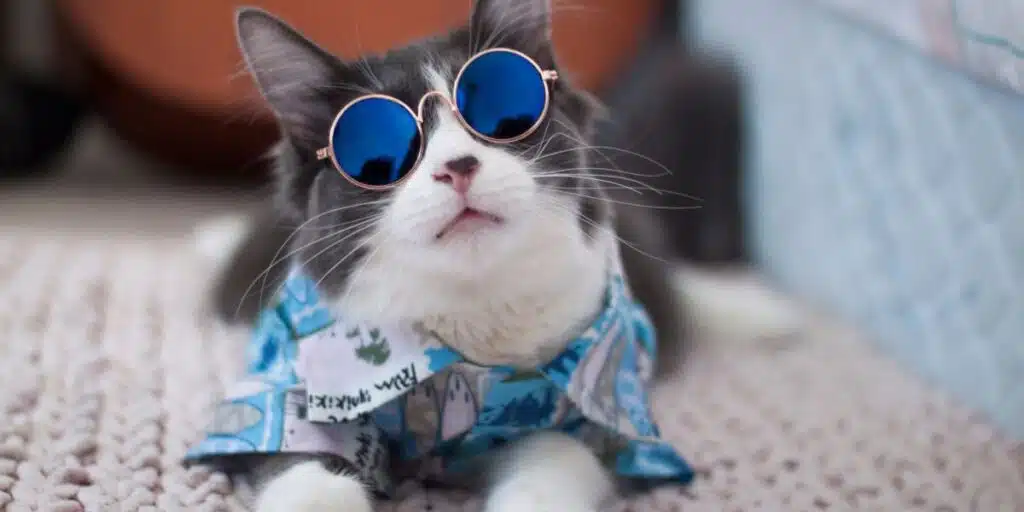 cat in Hawaiian shirt wearing sunglass compressed