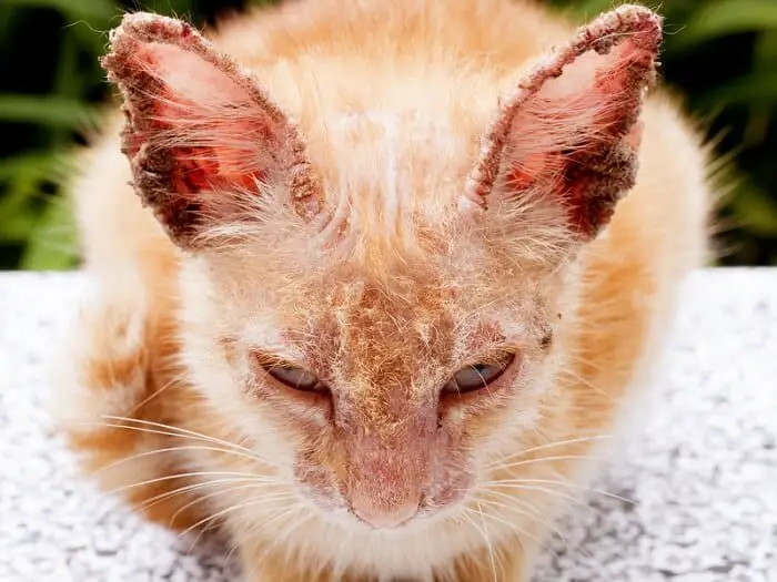 cat skin disease