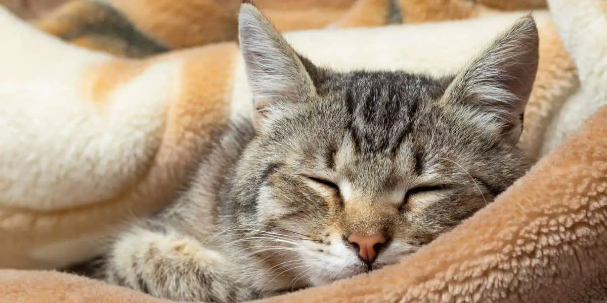 cat sleep in blanket compressed