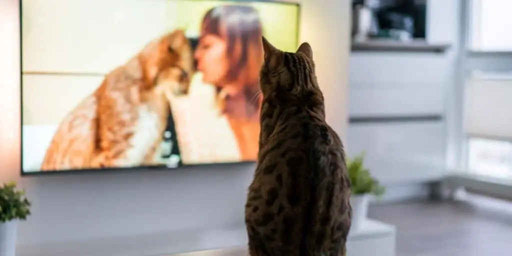 cat tv compressed
