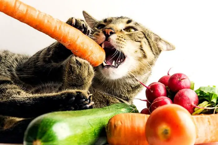 cats with fruit and vegetable