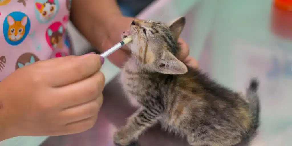 deworming cats compressed