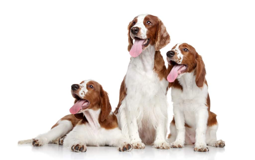 drei Welsh Springer Spaniel Hunde