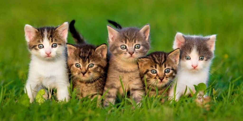 group of cats compressed