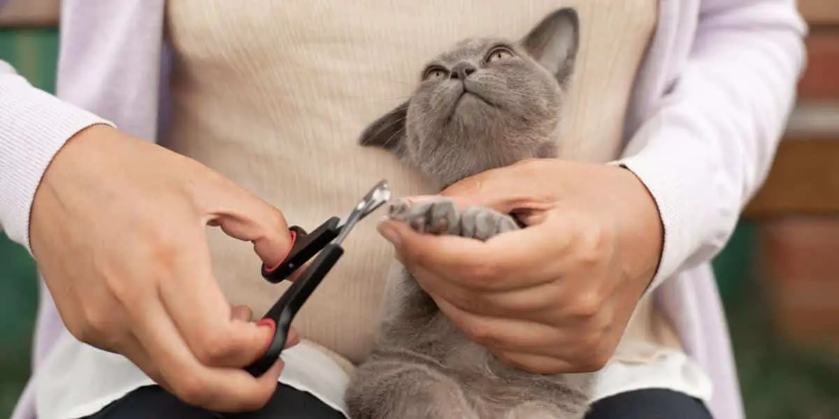 how often to trim cat nail compressed