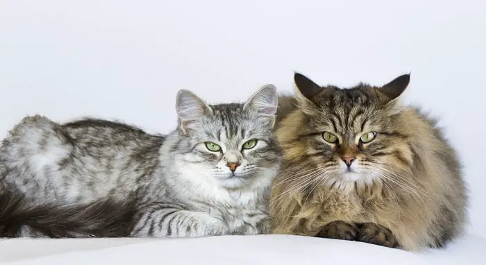 male female cats