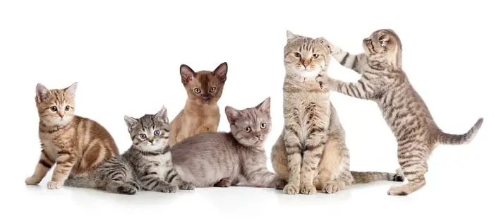 multiple cats