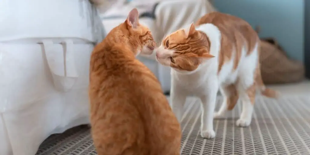 two cats sniffing compressed