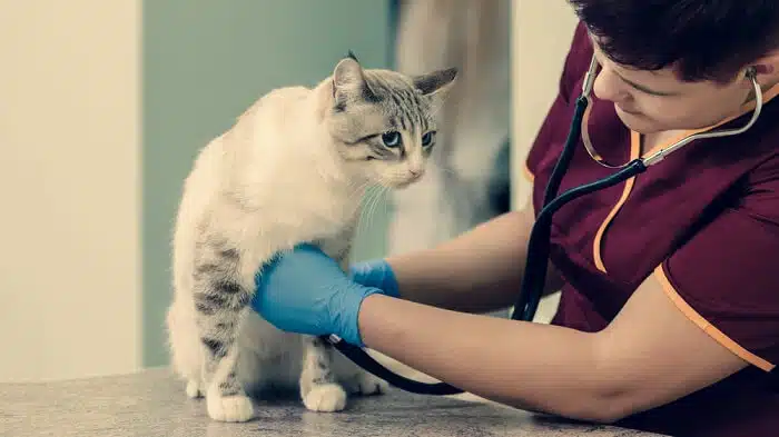vet checking cat heart rate