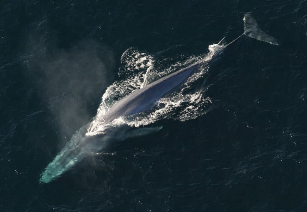 1682765539 blue whale pixabay janeb13