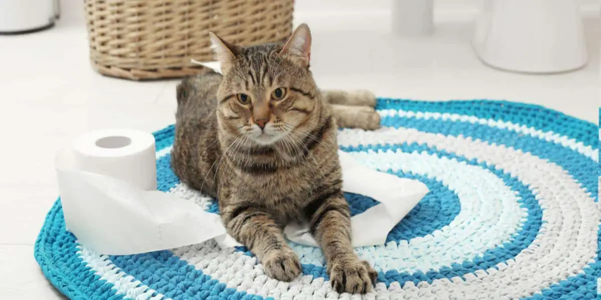 Pourquoi Les Chats Fontils Pipi Sur Les Tapis De Salle De Bain ? Pet Yolo