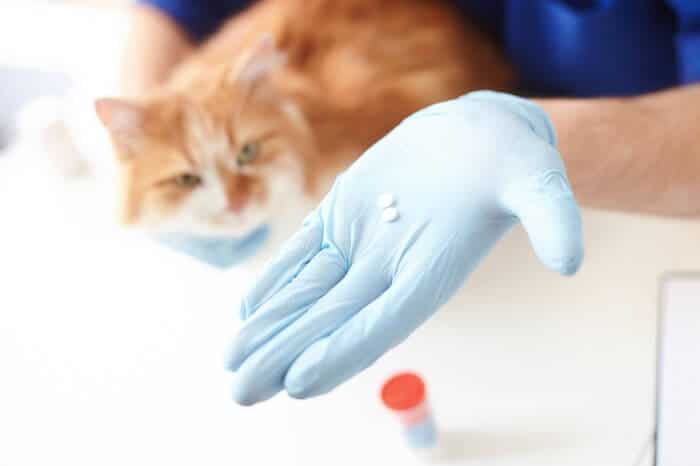 Budesonide for cats