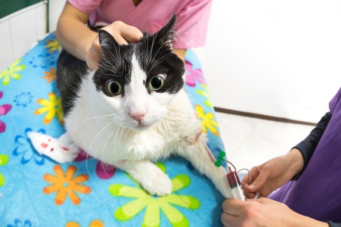 Transfusions De Sang De Chat Proc dure Co t Taux De R ussite Et 