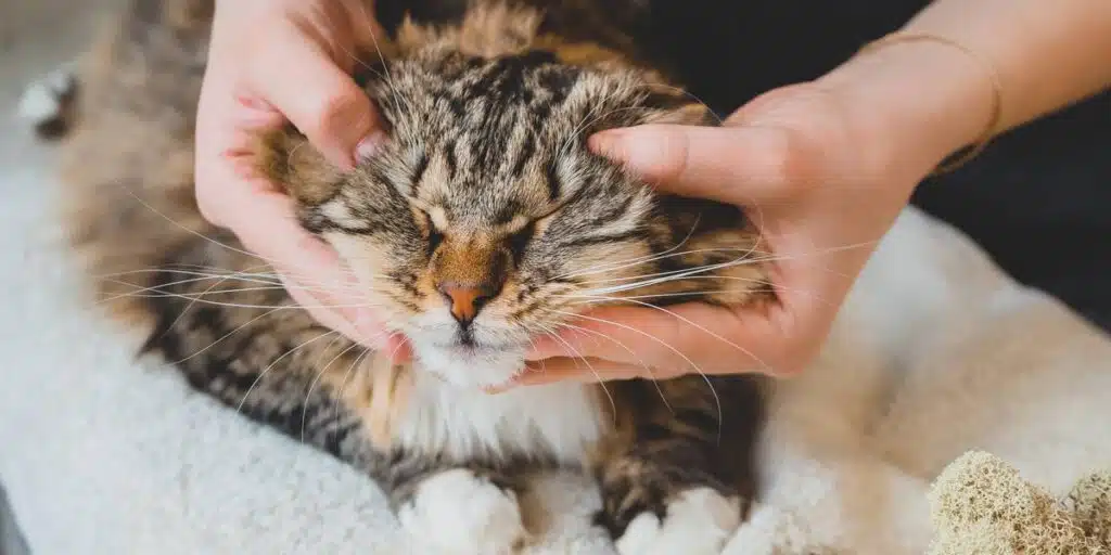 Chiropractic Care For Cats compressed