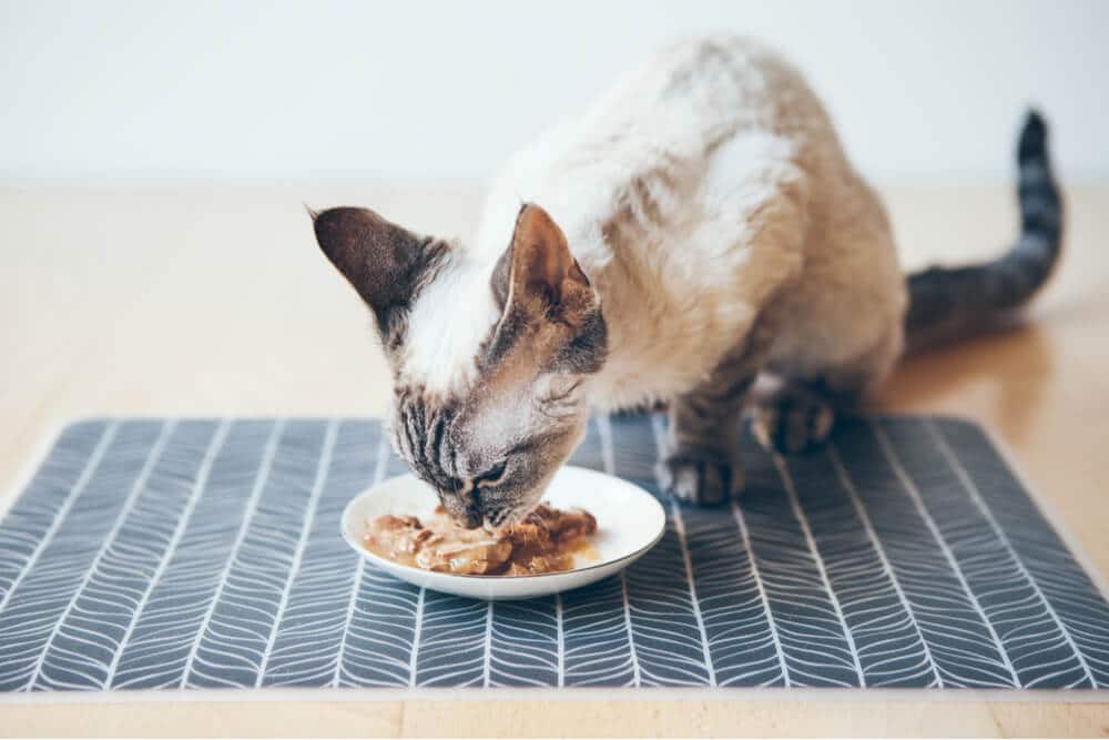 Devon Rex Cat Eating Tuna