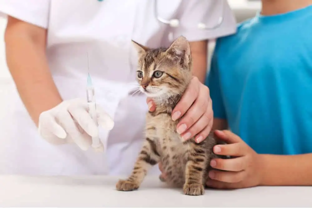 FVRCP Vaccine for Cats Feature
