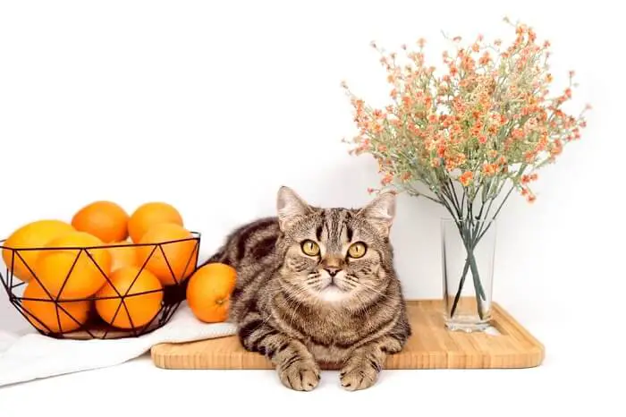 How Much Of An Orange Can A Cat Eat